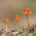 magical mushrooms near me