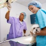 animal endoscopy near me