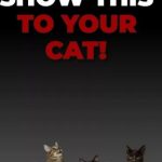 Game for cats