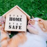 British Shorthair cats for sale