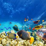 saltwater aquariums