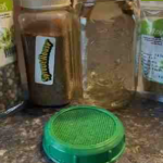 beekeeping