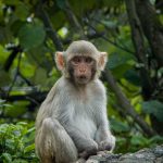 Monkey Dong