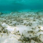 best coral for reef tank