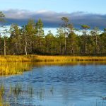 lake management companies