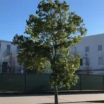 arborist services