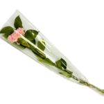 Wholesale Carnations