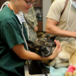 euthanasia for cats