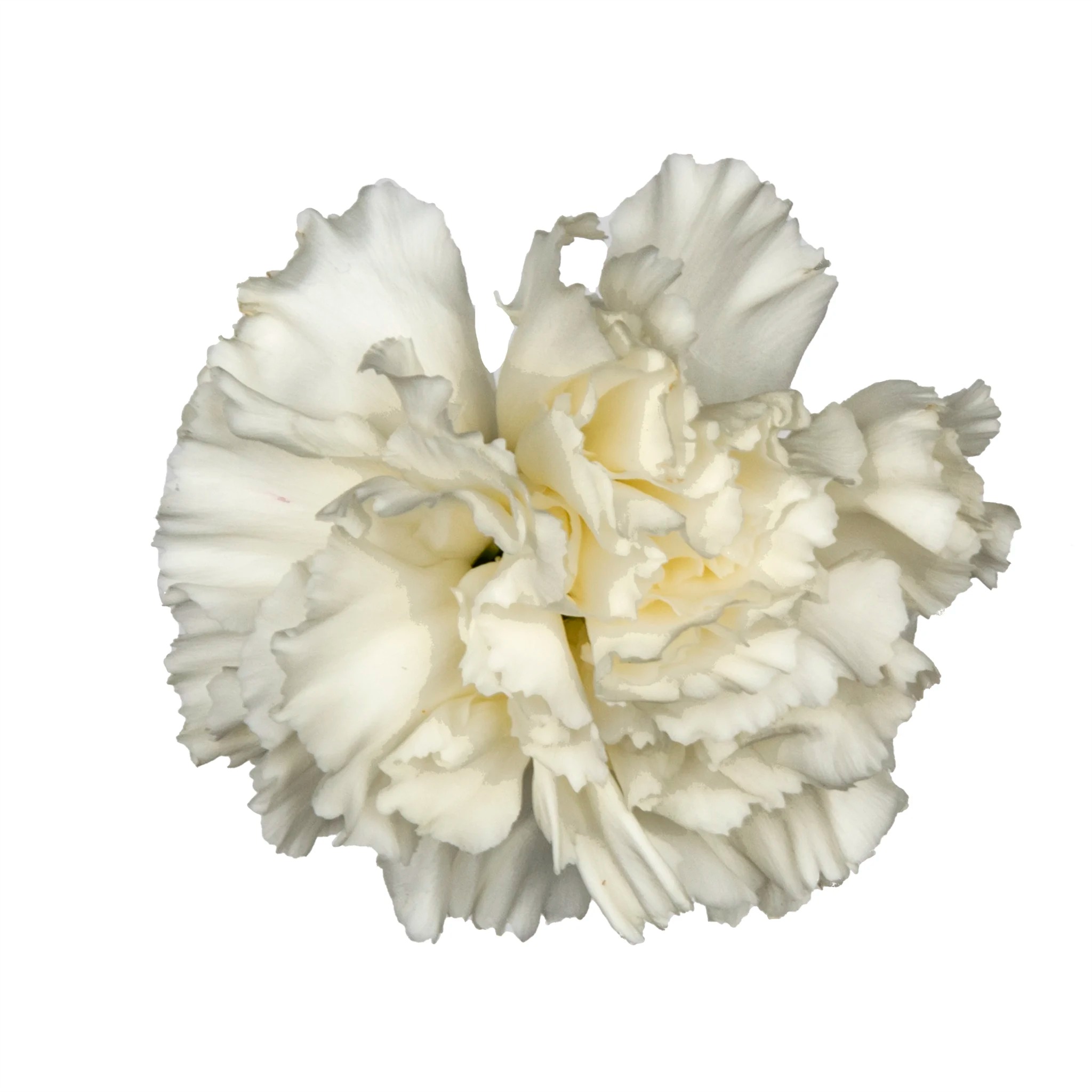 Wholesale Carnations