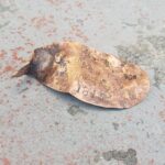 Black Dive Expedition controversy